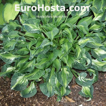 Hosta Mary Ann Marie - Eurohosta