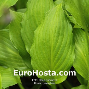 Hosta Hyacithina - Eurohosta