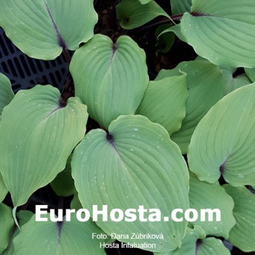 Hosta Infatuation