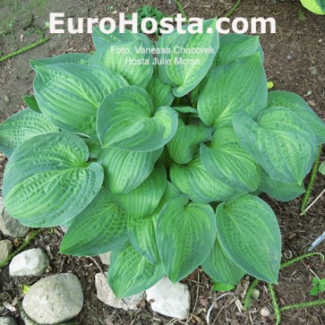 Hosta Julie Morss - Eurohosta