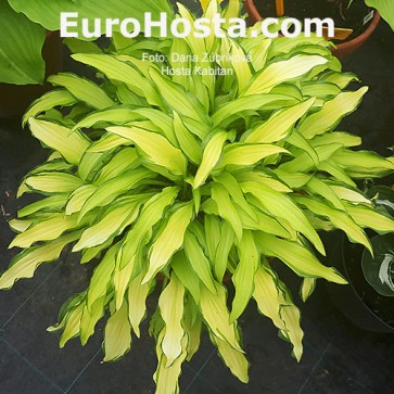 Hosta Kabitan