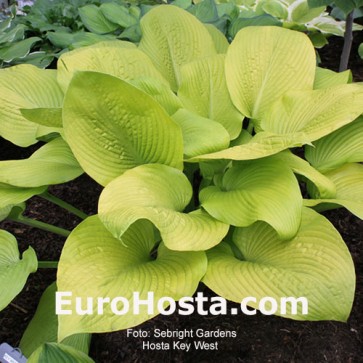 Hosta Key West