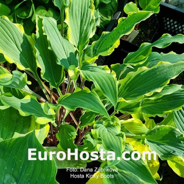 Hosta Kinky Boots