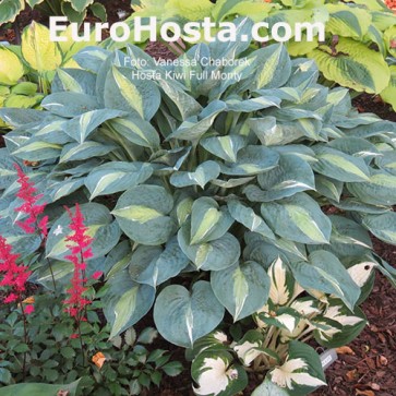 Hosta Kiwi Full Monty