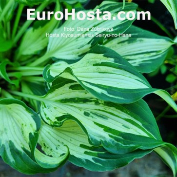 Hosta Kiyosumiensis Seiryu-no-Hana