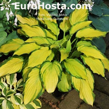 Hosta Lady Guinevere