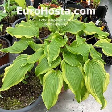 Hosta Lady Luck