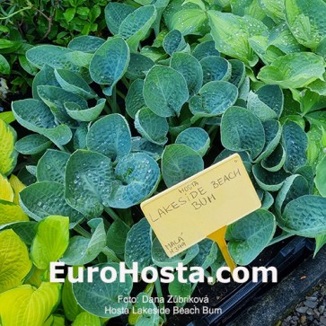 Hosta Lakeside Beach Bum