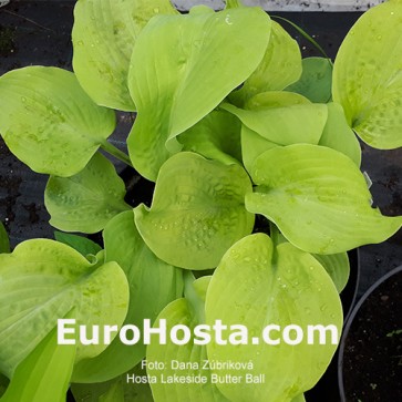 Hosta Lakeside Butter Ball