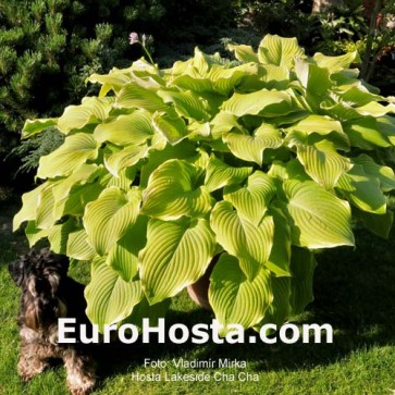 Hosta Lakeside Cha Cha - Eurohosta