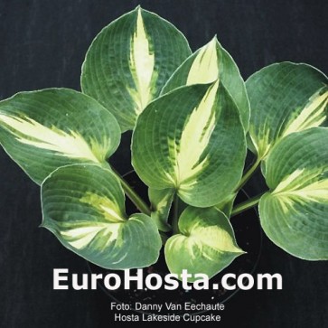 Hosta Lakeside Cupcake - Eurohosta