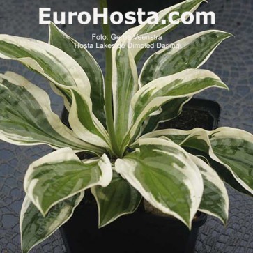 Hosta Lakeside Dimpled Darling