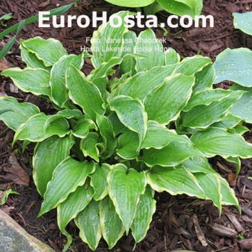 Hosta Lakeside Hoola Hoop