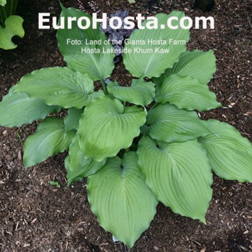 Hosta Lakeside Khum Kaw