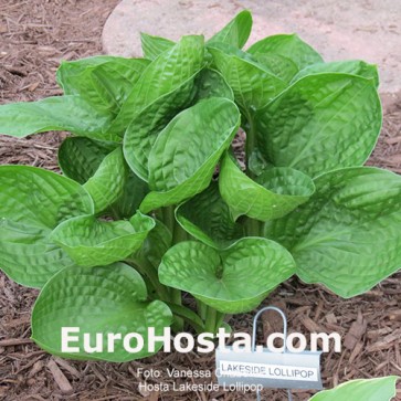 Hosta Lakeside Lollipop - Eurohosta