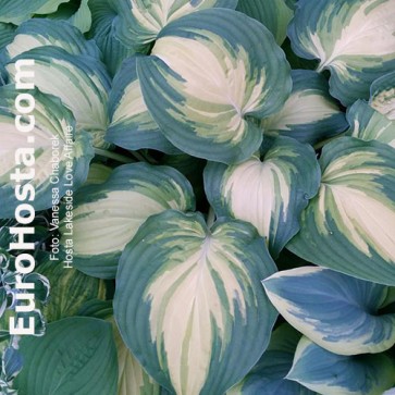 Hosta Lakeside Love Afairs