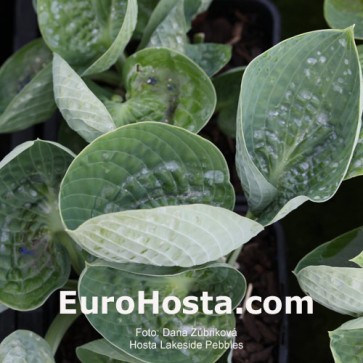 Hosta Lakeside Pebbles