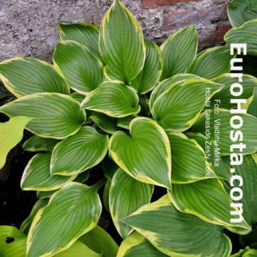 Hosta Lakeside Zesty Zeno - Eurohosta