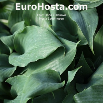 Hosta Lederhosen