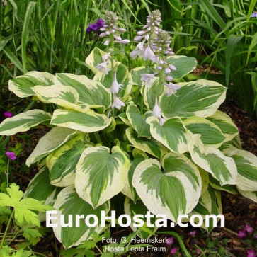 Hosta Leola Fraim - Eurohosta