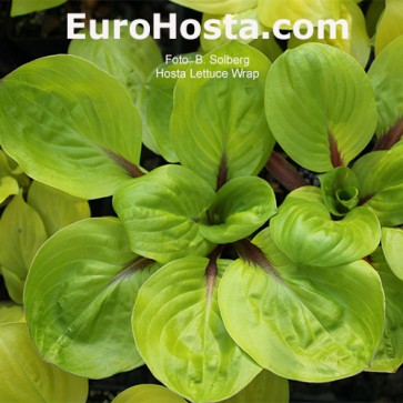 Hosta Lettuce Wrap