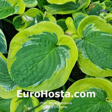Hosta Li’l Abner - Eurohosta