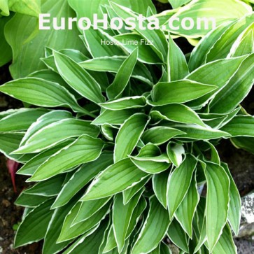 Hosta Lime Fizz