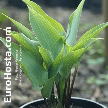 hosta Hypoglauca