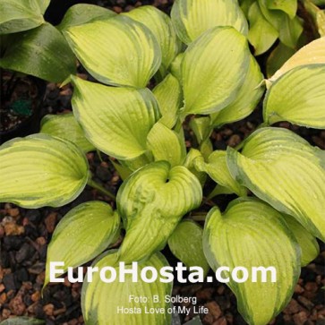 Hosta Love of My Life