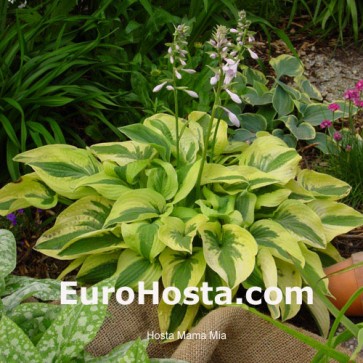 Hosta Mama Mia - Eurohosta