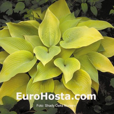 Hosta Early Times