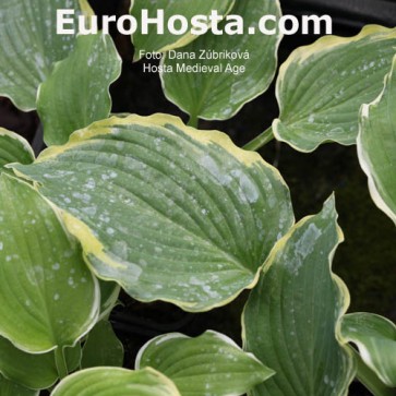 Hosta Medieval Age