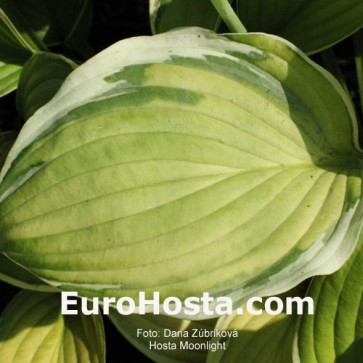 Hosta Moonlight - Eurohosta