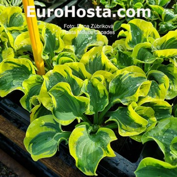 Hosta Mouse Capades