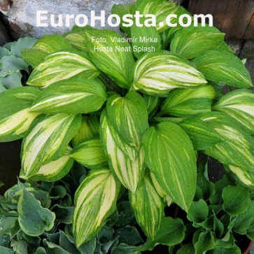 Hosta Neat Splash