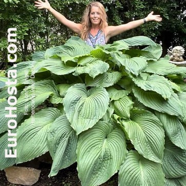 Hosta Niagara Falls