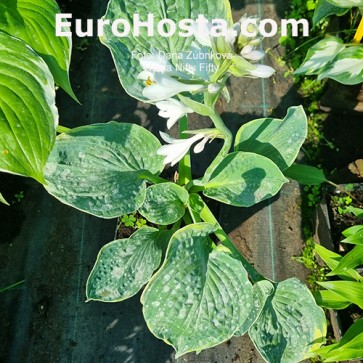 hosta Nifty Fifty