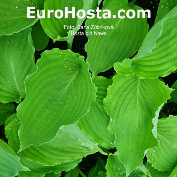 Hosta old News