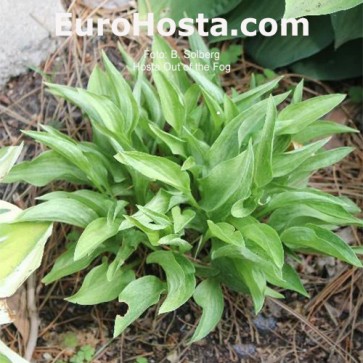 Hosta Out of the Fog