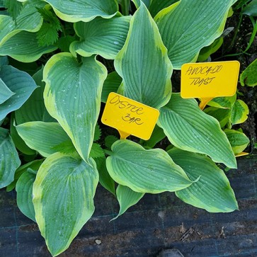 hosta Oyster Bar