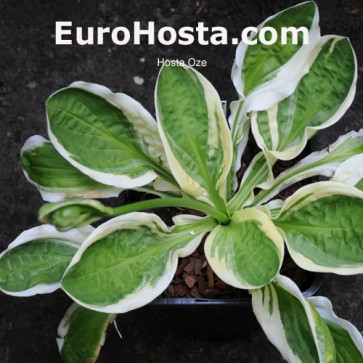 Hosta Oze - Eurohosta