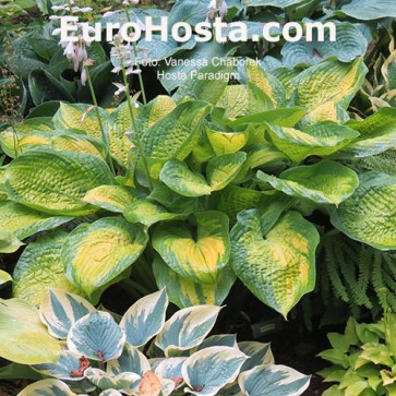 Hosta Paradigm - Eurohosta