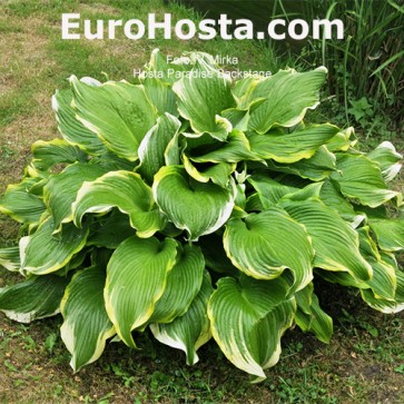 Hosta Paradise Backstage