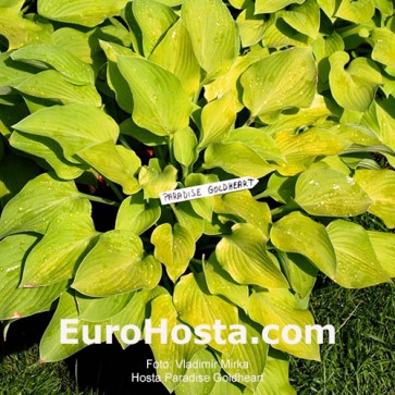 Hosta Paradise Goldheart