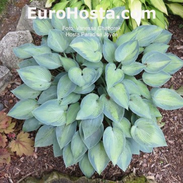 Hosta Paradise Joyce