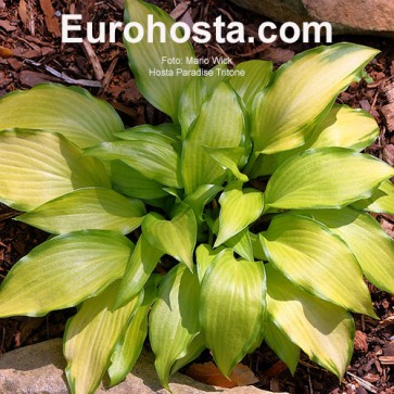 Hosta Paradise Tritone