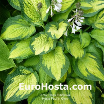 Hosta Paul´s Glory - Eurohosta