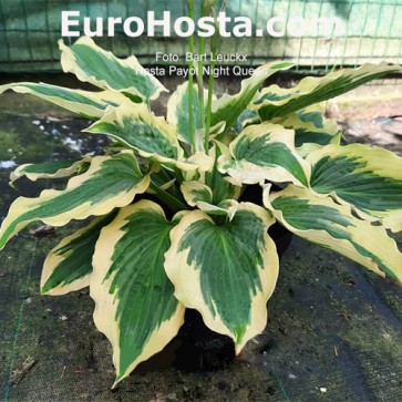 Hosta Payot Night Queen