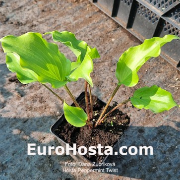 Hosta Peppermint Twist