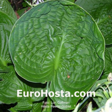 Hosta Pewter Goblet